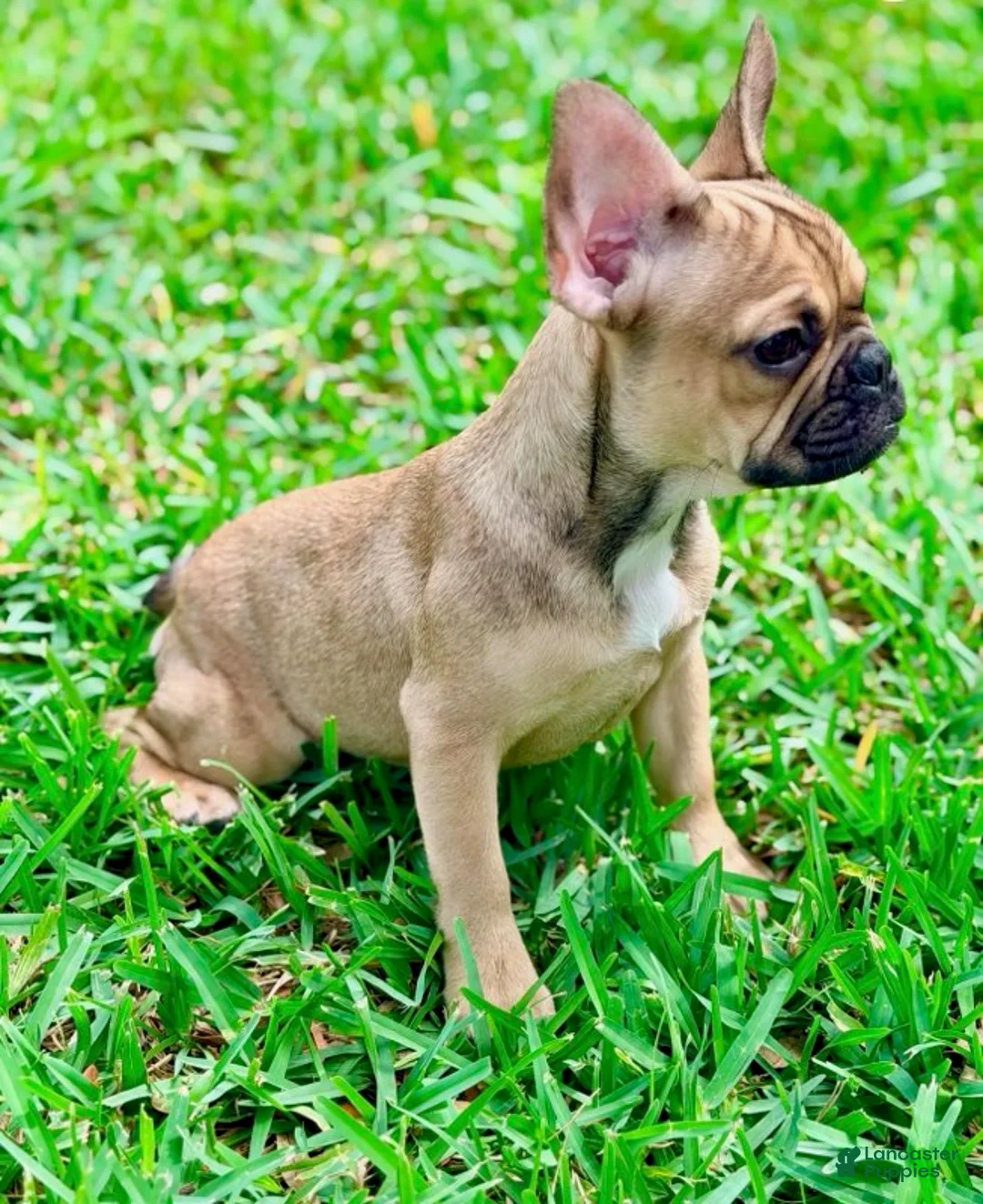 French Bulldog dogs for sale: Carter - Ad 3