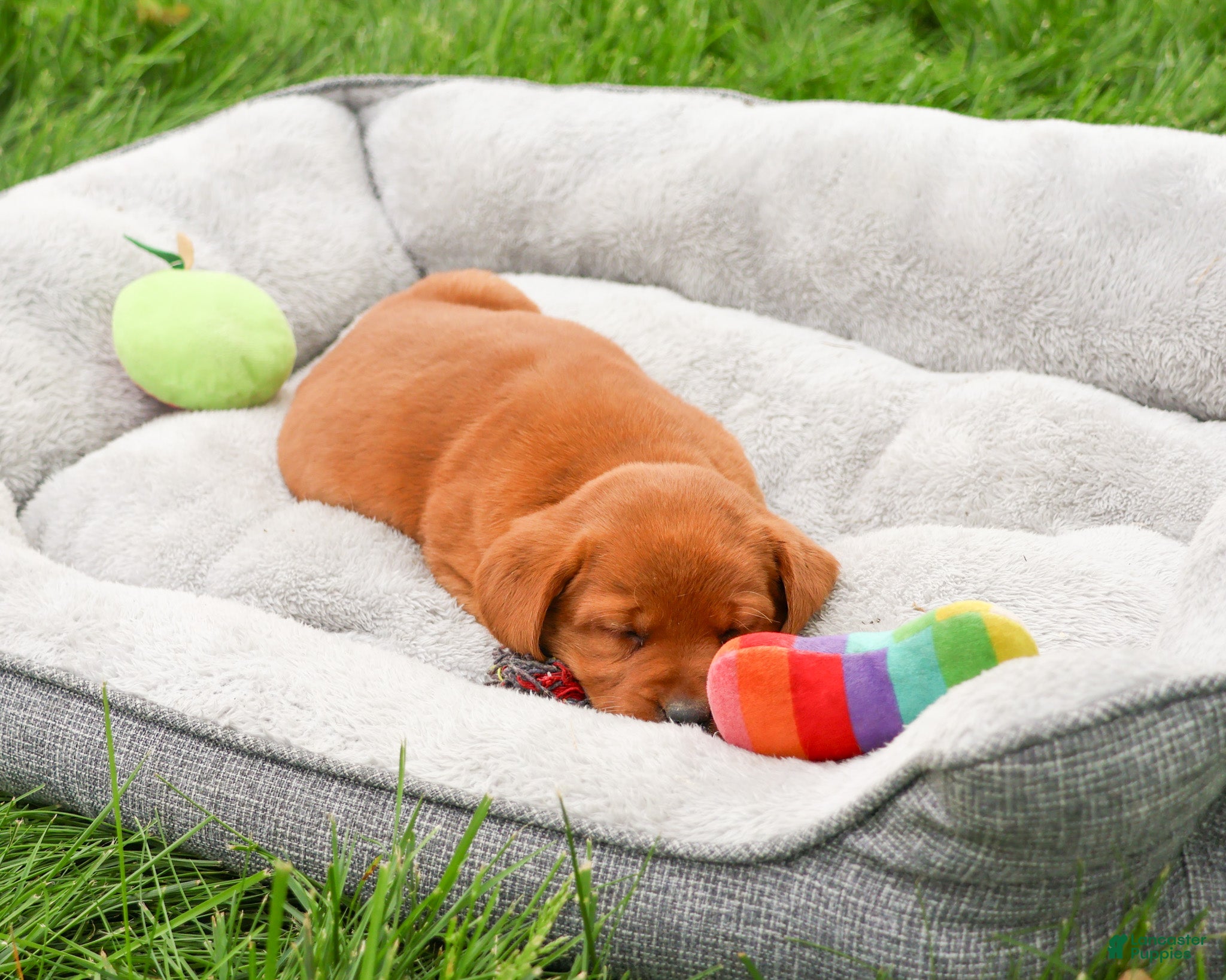 Labrador Retriever dogs Reign - Ad 37