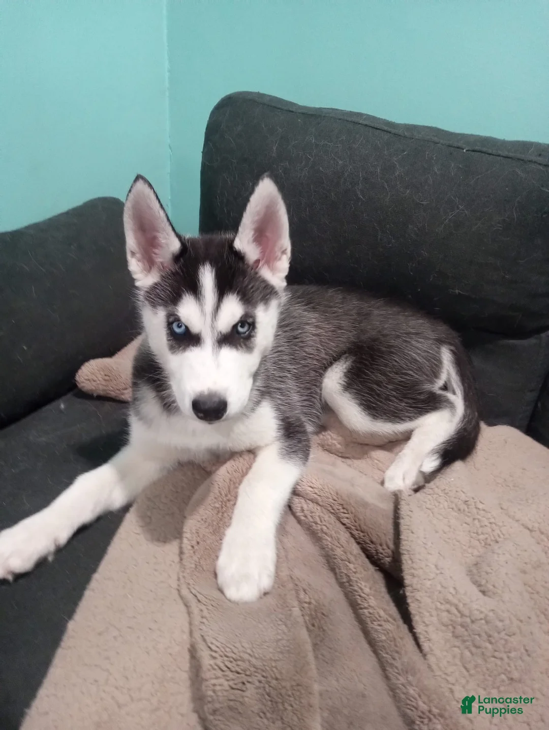 Siberian Husky dogs for sale: Oreo - Ad 1