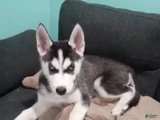 Siberian Husky dogs Siberian Husky Puppy 2 - Ad 18