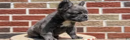 French Bulldog dogs for sale: Elle - Ad 8