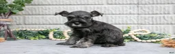 Miniature Schnauzer dogs for sale: Bo - Ad 2