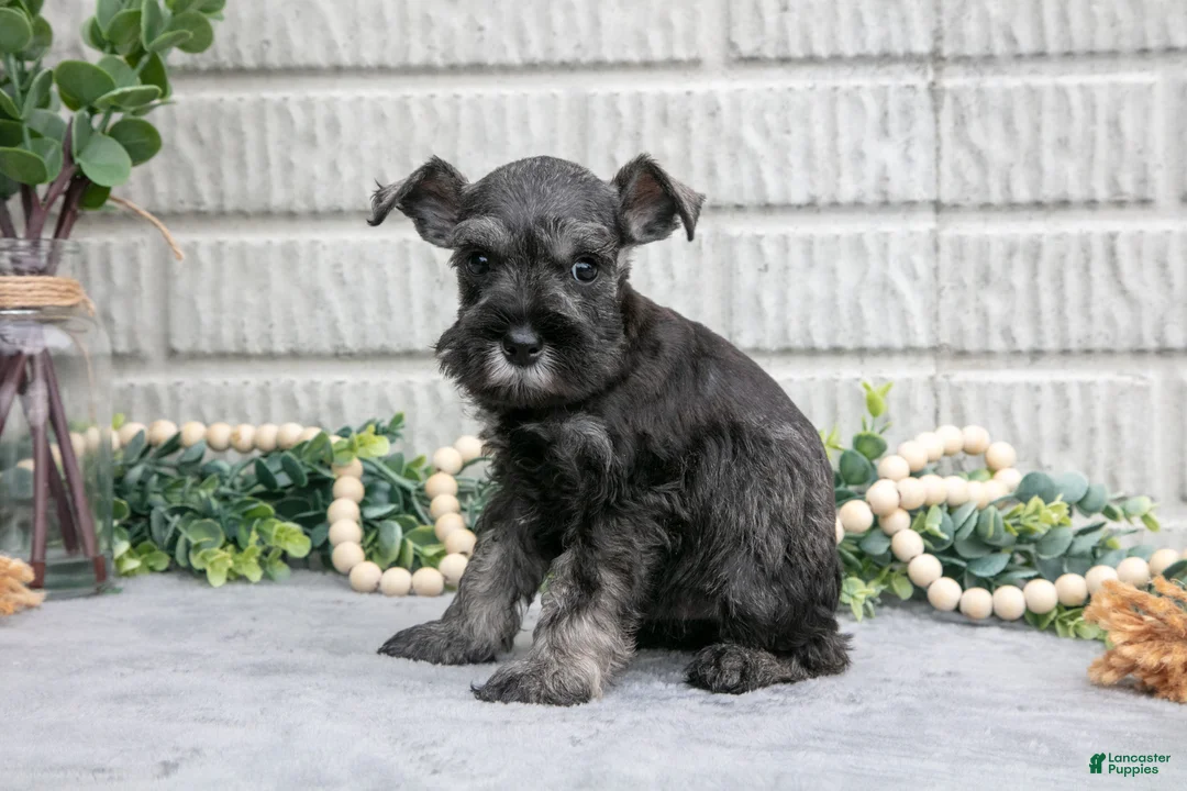 Miniature Schnauzer dogs for sale: Bo - Ad 2