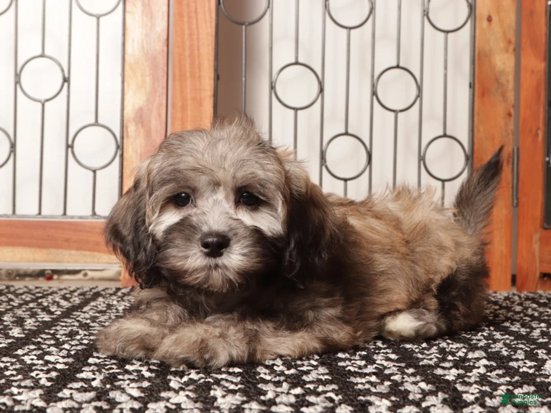 Shihpoo dogs for sale: Lavender Tan Female Shihpoo - Ad 3