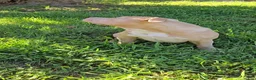American Bully dogs for sale: Honey - Ad 7