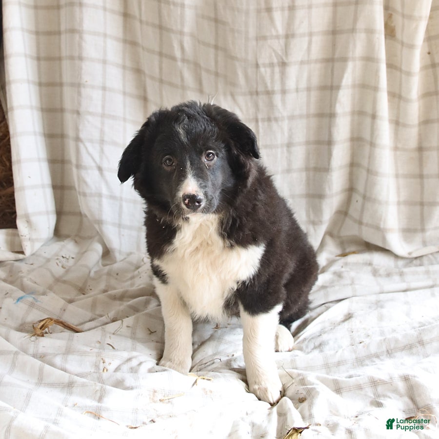 Mixed Breed dogs Rocky - Ad 2