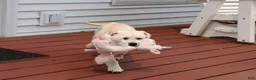 Labrador Retriever dogs for sale: Silvermist - Ad 2