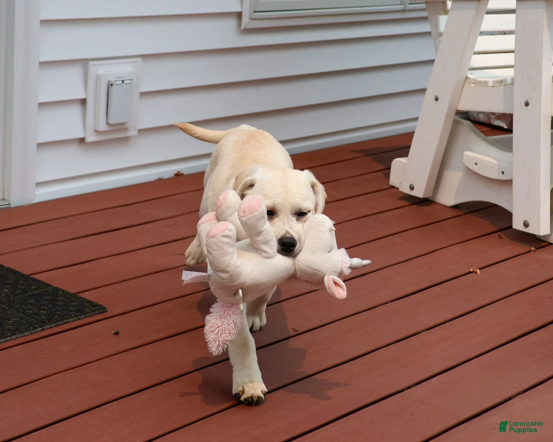 Labrador Retriever dogs for sale: Silvermist - Ad 2