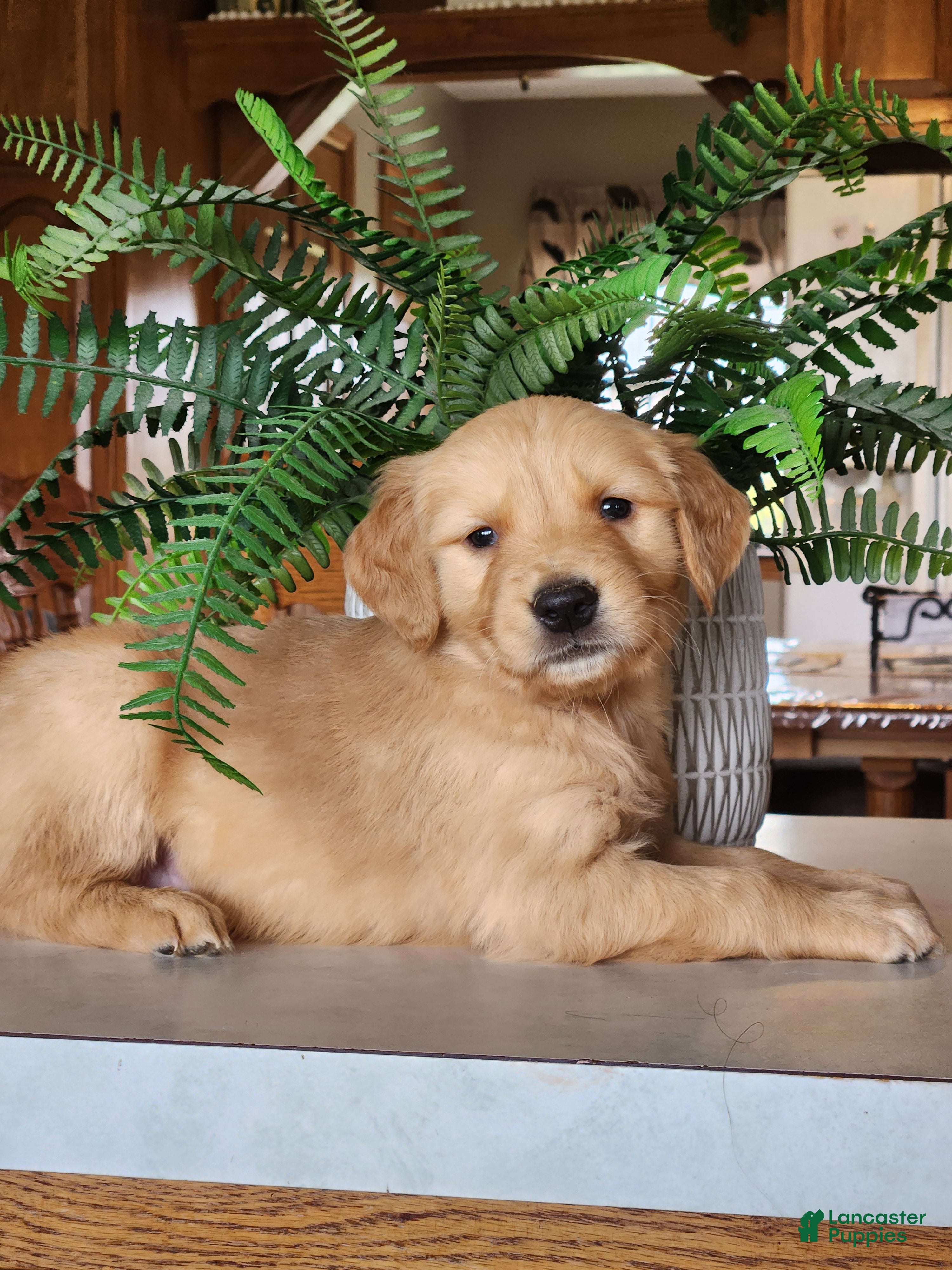 Golden Retriever dogs Ranger - Ad 1