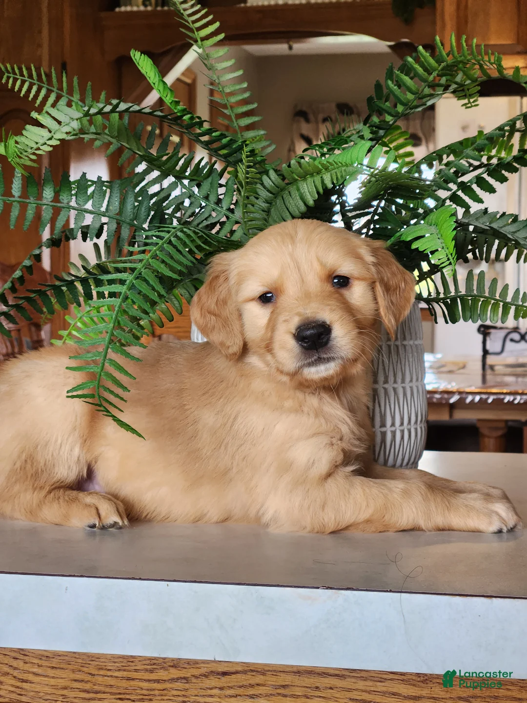 Golden Retriever dogs for sale: Ranger - Ad 1