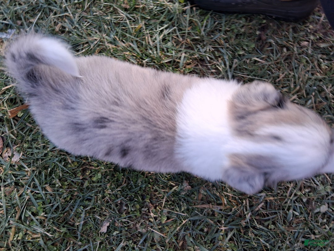 Border Collie dogs for sale: Rex - Ad 2