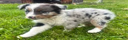 Australian Shepherd dogs for sale: Thing 2 - Ad 4