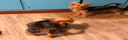 Yorkshire Terrier dogs for sale: Charlie  - Ad 5