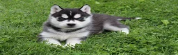 Siberian Husky dogs for sale: River - Ad 3