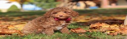 Miniature Poodle dogs for sale: Stitch - Ad 4