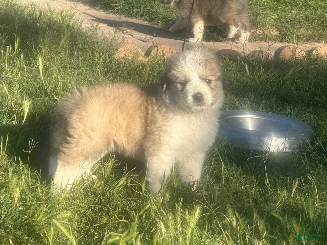 Mixed Breed dogs for sale: Mixed Breed Puppy 3 - Ad 1