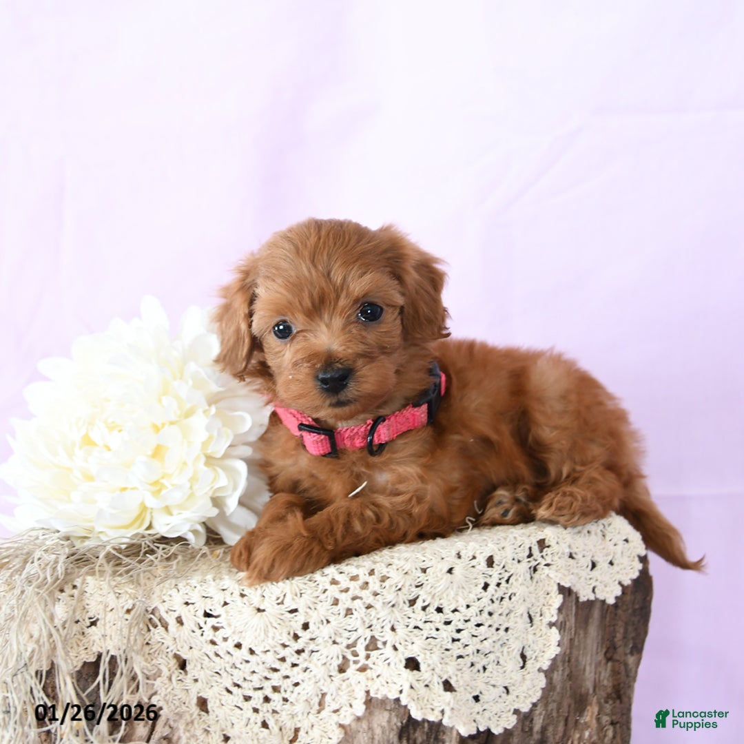 Shihpoo dogs for sale: Elsa - Ad 1