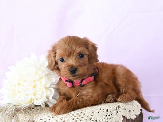 Shihpoo dogs Elsa - Ad 20