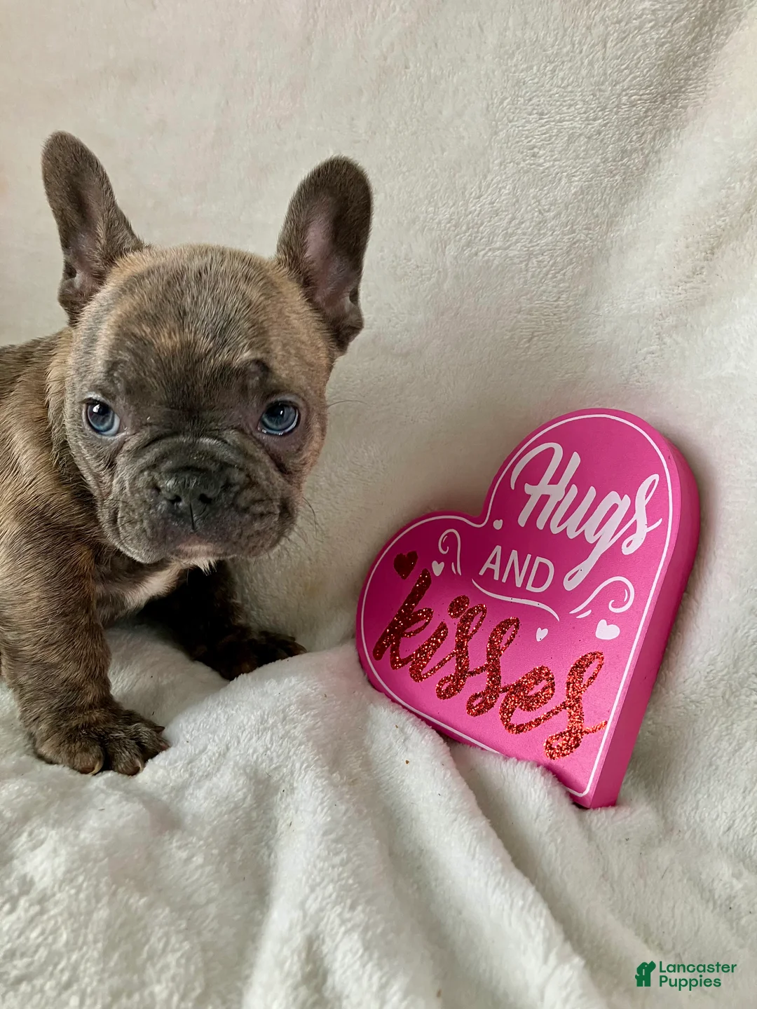 French Bulldog dogs for sale: Prince - Ad 3