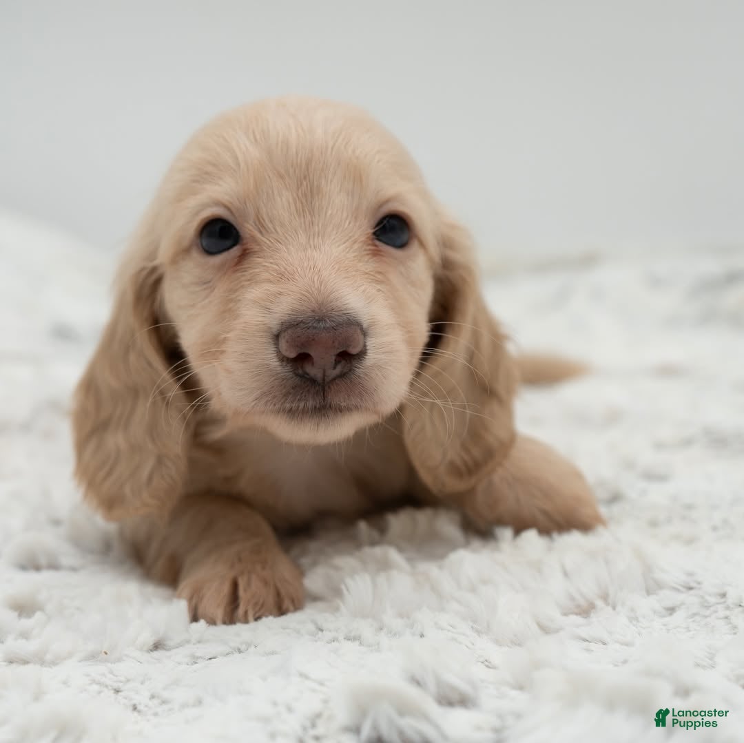 Dachshund dogs Dachshund Puppy 4 - Ad 11