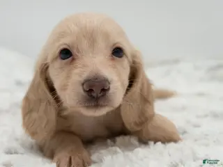 Dachshund dogs Dachshund Puppy 4 - Ad 1