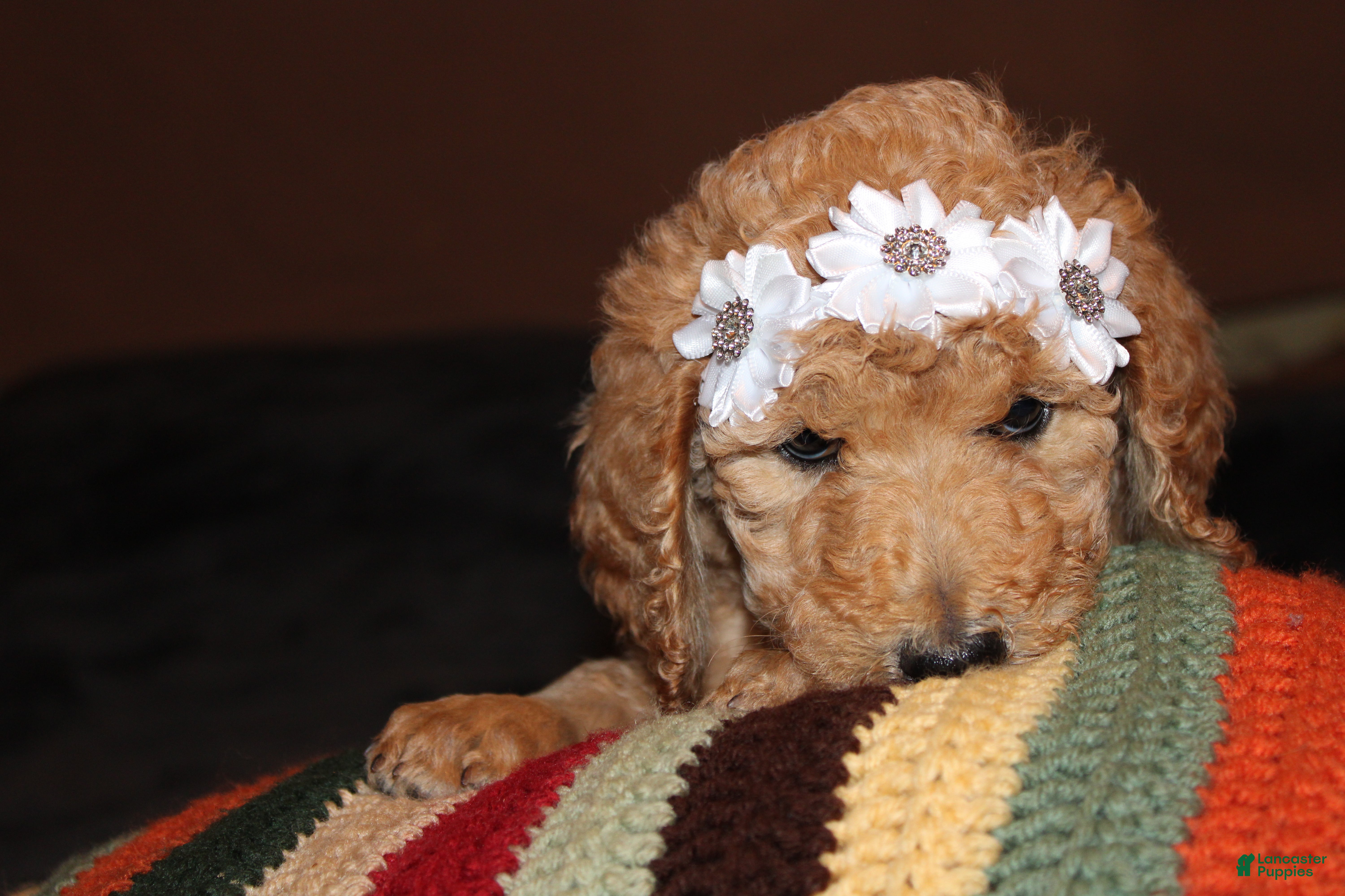 Standard Poodle dogs Standard Poodle Puppy 7 - Ad 38