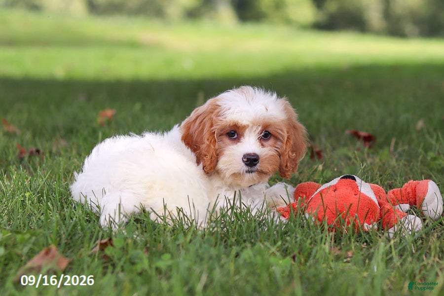 Cavapoochon dogs Brady - Ad 2