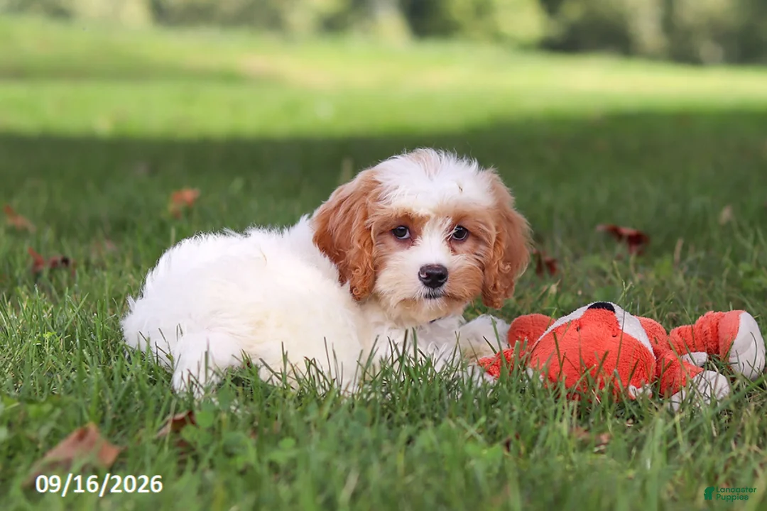 Cavapoochon dogs for sale: Brady - Ad 2