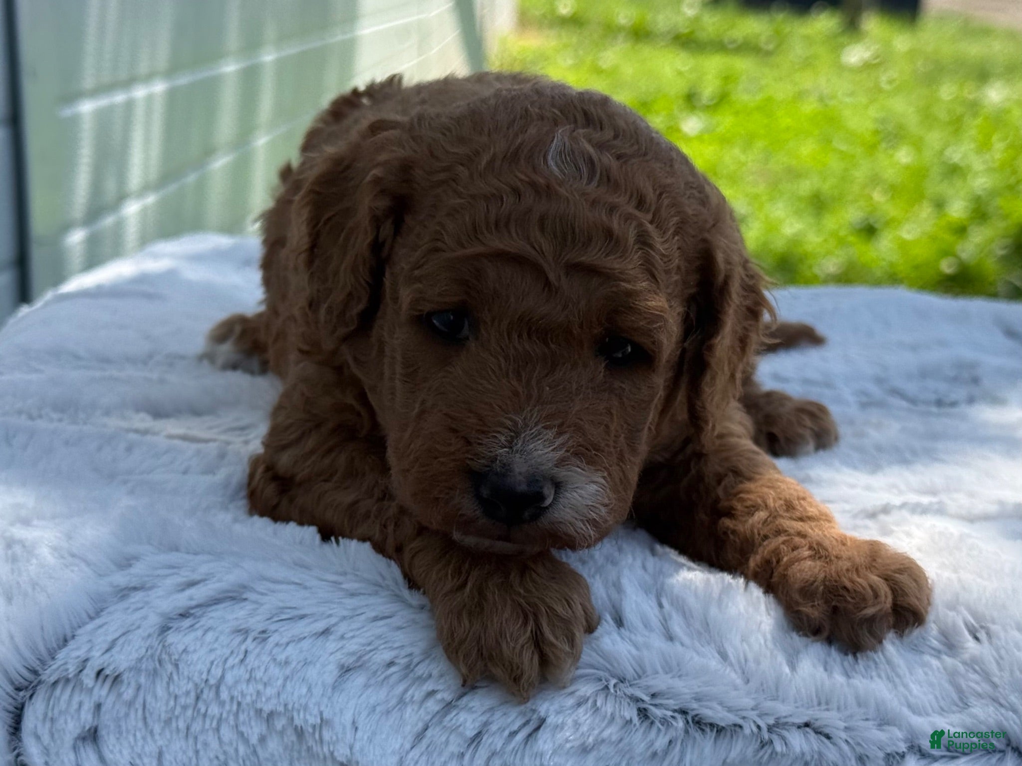 Mini Goldendoodle dogs George - Ad 2