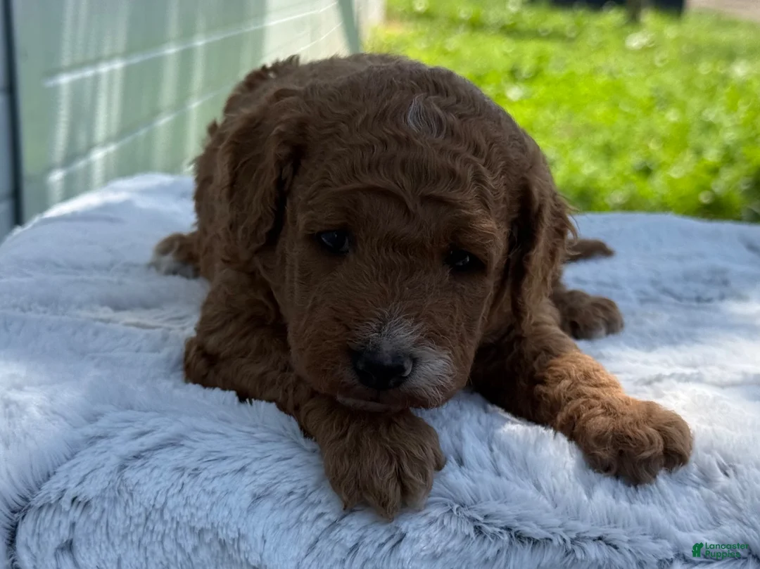 Mini Goldendoodle dogs for sale: George - Ad 2