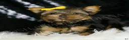 Yorkshire Terrier dogs for sale: Lil Dude  - Ad 2