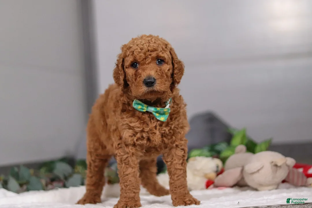 Standard Poodle dogs for sale: Hans - Ad 2