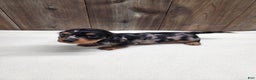 Miniature Dachshund dogs for sale: Miniature Dachshund Puppy 2 - Ad 6