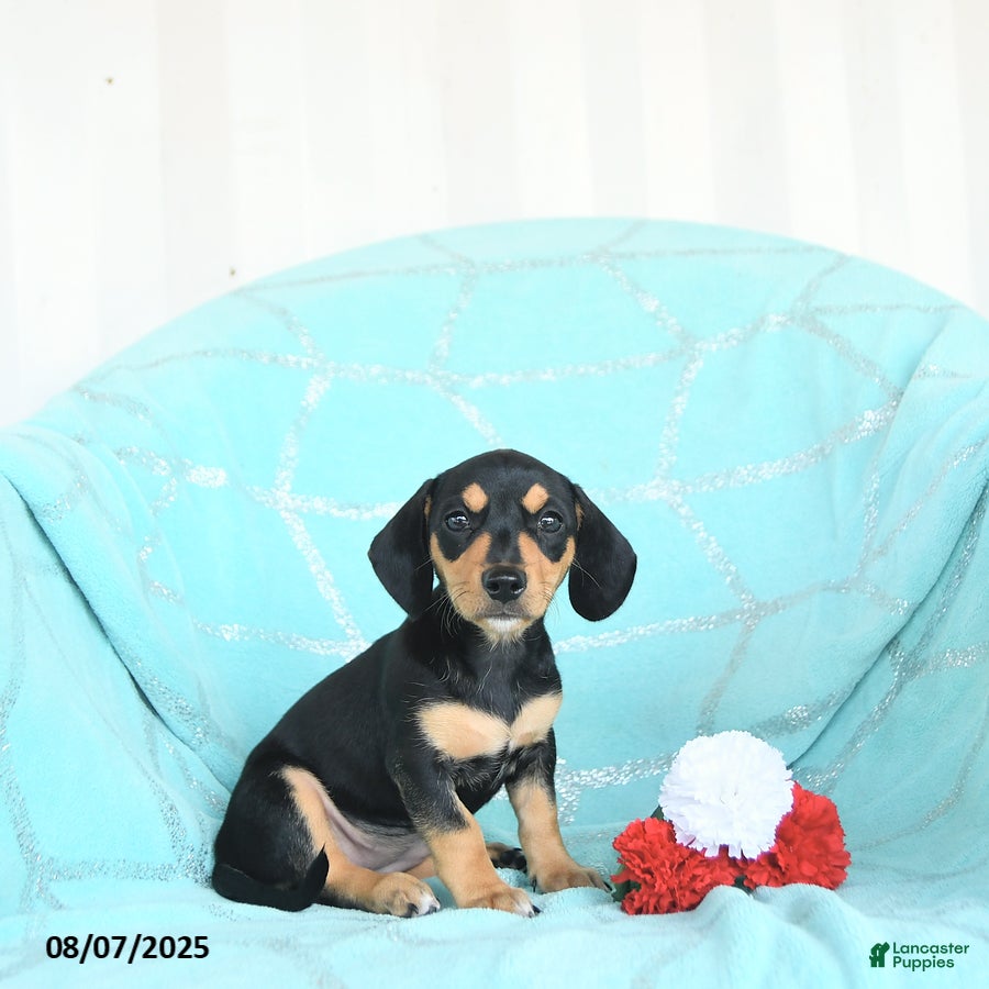 Terrier Beagle Puppies for sale Lancaster Puppies