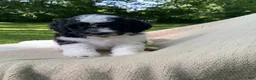 Mixed Breed dogs for sale: Biscuit - Ad 6