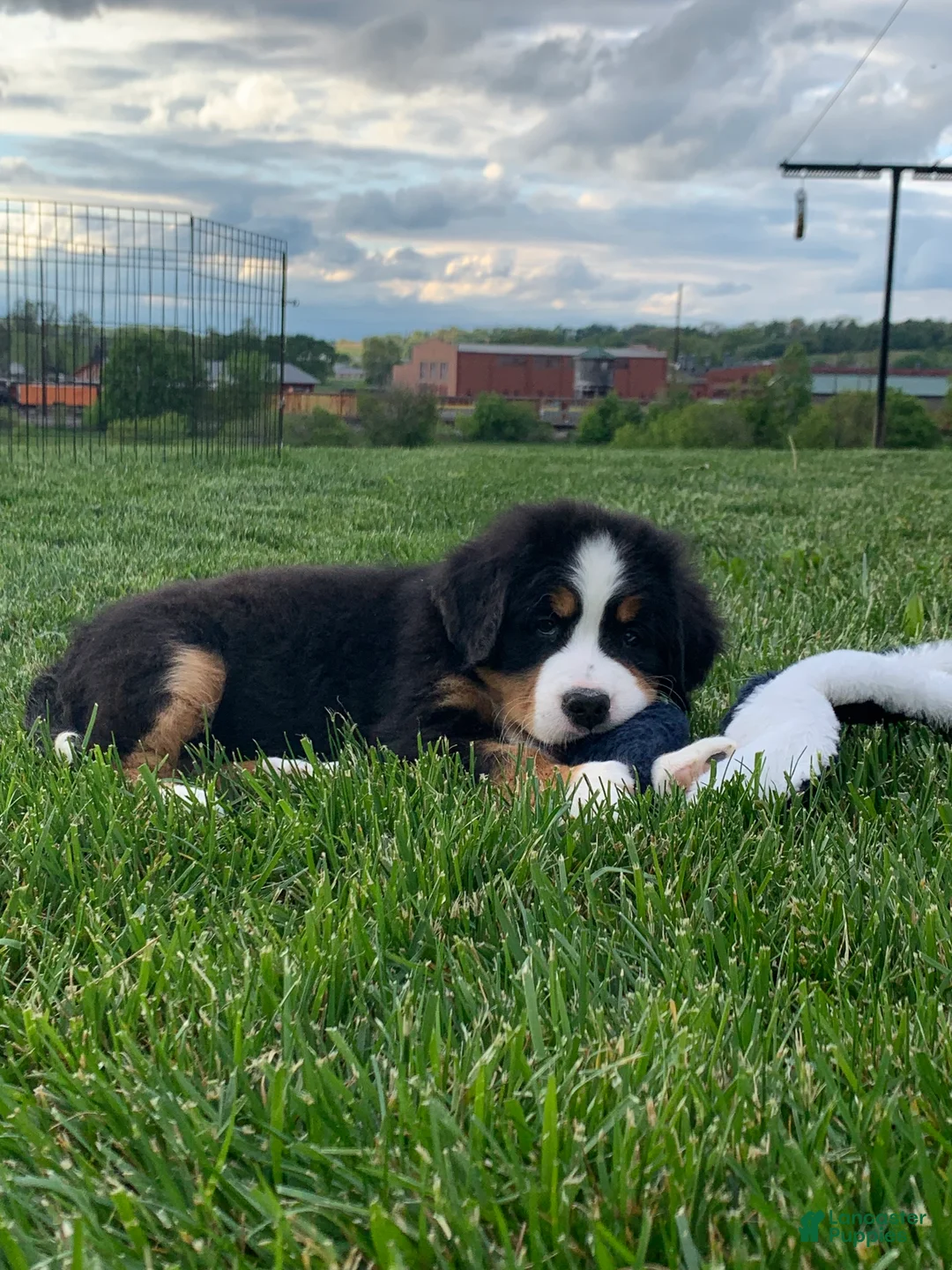 Bernese Mountain Dog dogs for sale: BoBo - Ad 12