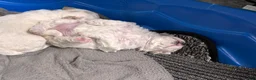 Mixed Breed dogs for sale: Dolly  - Ad 3
