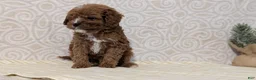 Cavapoo dogs for sale: Chase - Ad 10
