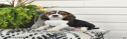 Beaglier dogs for sale: Moose - Ad 3