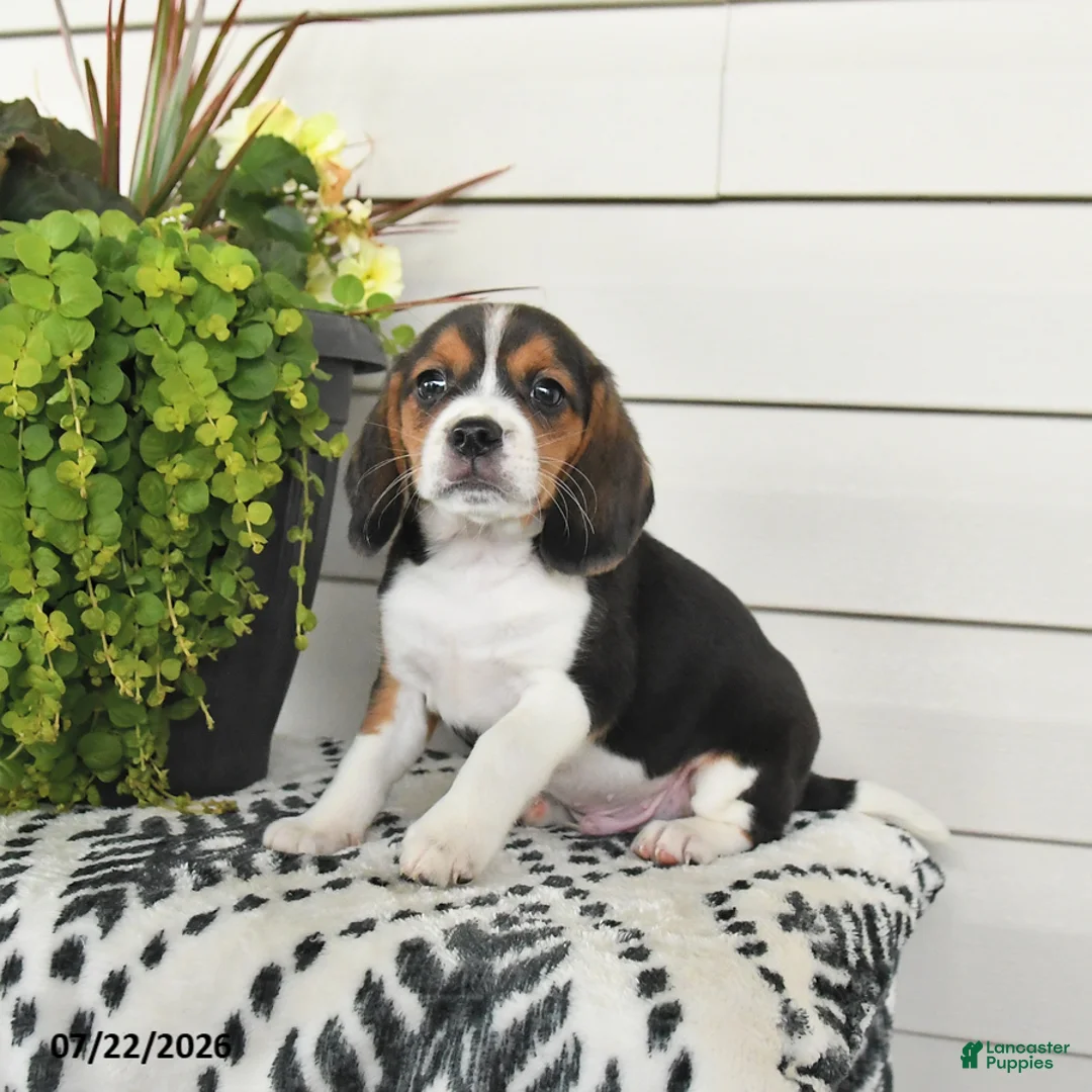 Beaglier dogs for sale: Moose - Ad 3