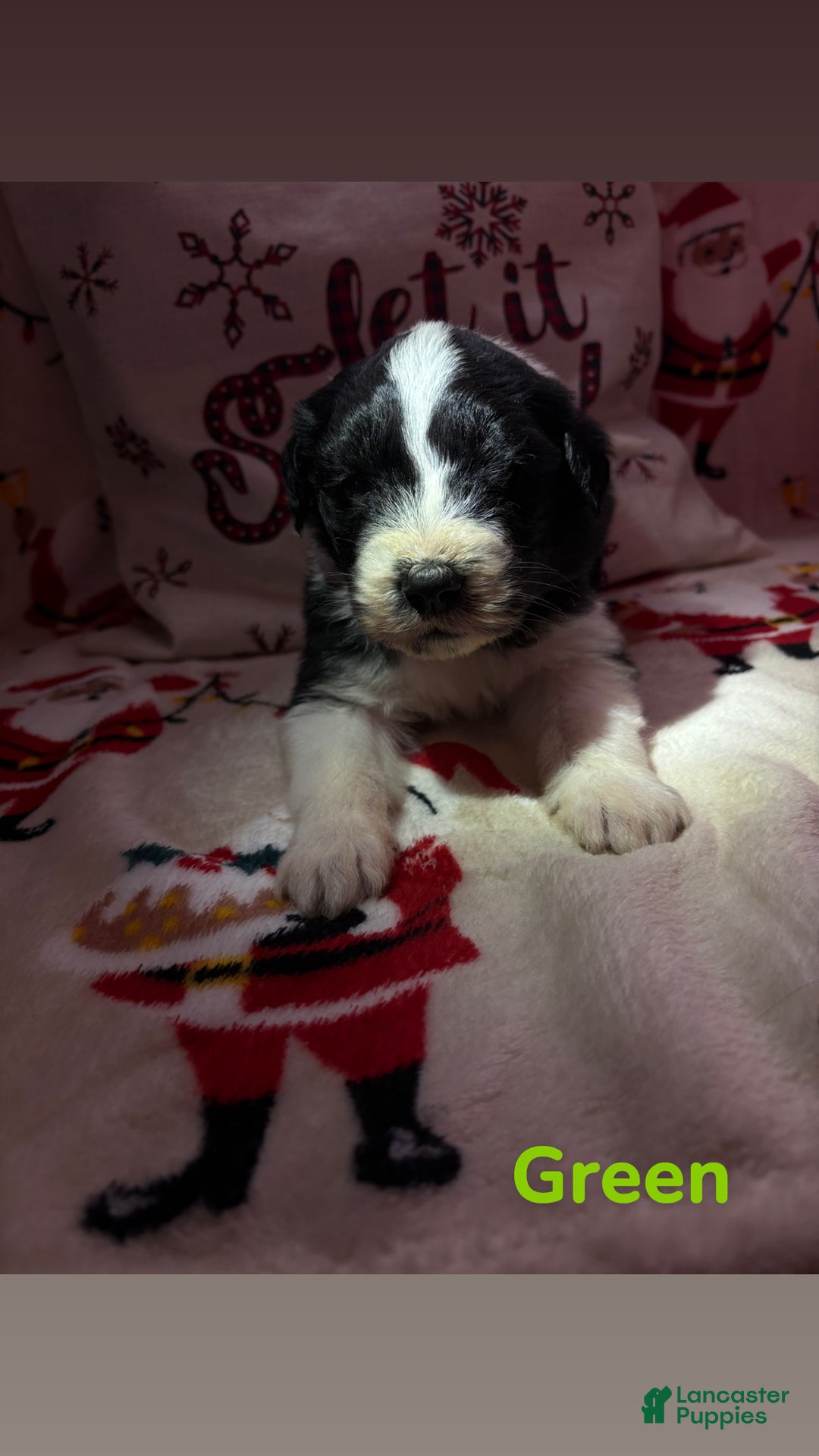 Sheepadoodle dogs for sale: Harriett - Ad 1