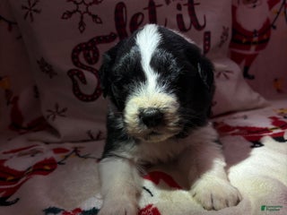 Sheepadoodle dogs Harriett - Ad 39
