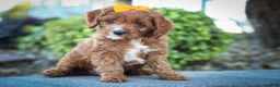 Cavapoo dogs for sale: MAXY - Ad 2