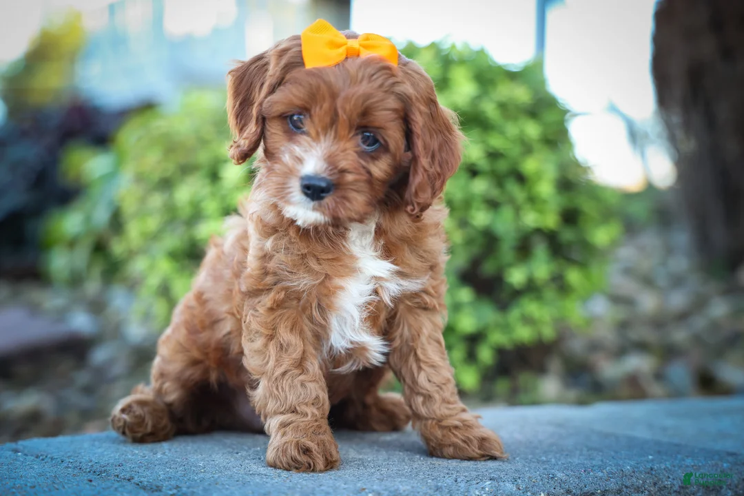 Cavapoo dogs for sale: MAXY - Ad 2