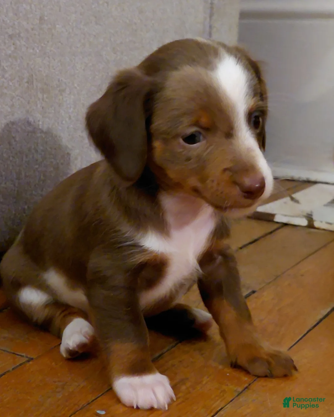 Miniature Dachshund dogs for sale: Louise - Ad 8