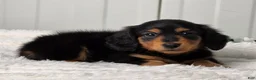 Miniature Dachshund dogs for sale: Bobbie - Ad 4
