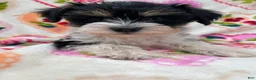 Miniature Schnauzer dogs for sale: Lexi - Ad 5