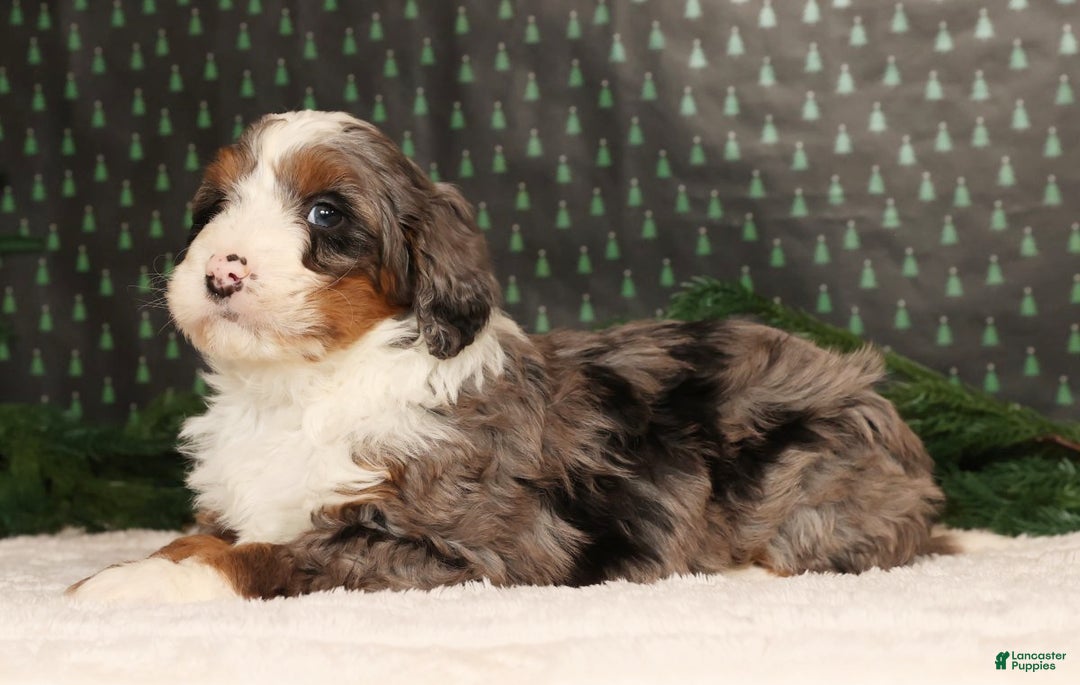 Mini Bernedoodle dogs for sale: Dasher - Ad 5