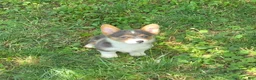 Welsh Corgi Pembroke dogs for sale: Lara the low rider  - Ad 6