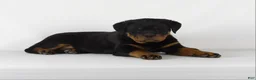Rottweiler dogs for sale: Rottweiler Puppy 2 - Ad 4